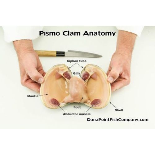 How to Open and Clean a Pismo Clam